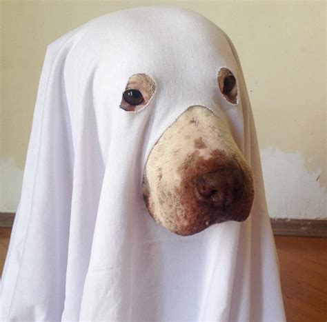 In a Pinch? Here are 9 Super Simple DIY Dog Costumes for Halloween.