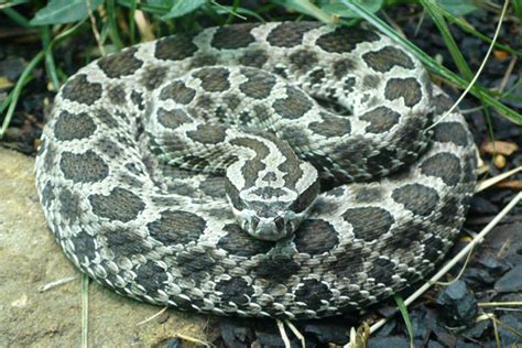 Massasauga rattlesnake conservation in Ontario | Canada's endangered ...