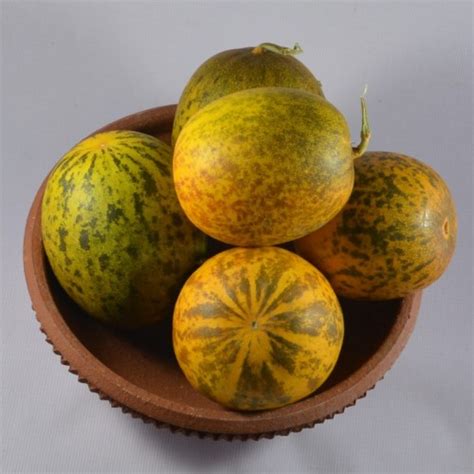 Buy Sambar Cucumber(Dosakaya) Seeds online in India