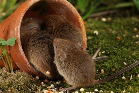 Harvest Mice in Natural Habitat Stock Photo - Image of length, plant: 139003006