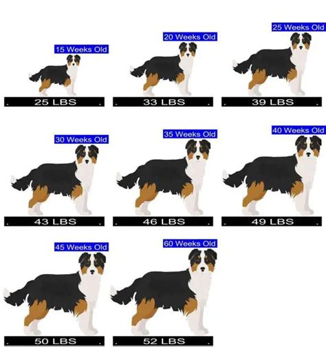 How Much Should Australian Shepherd Weigh? Australian Shepherd Weight ...