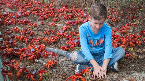 Incredible photos capture annual migration of 120 million crabs | OverSixty