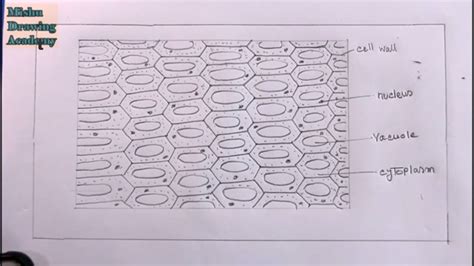 How TO Draw onion cell easy/onion cell drawing easy - YouTube