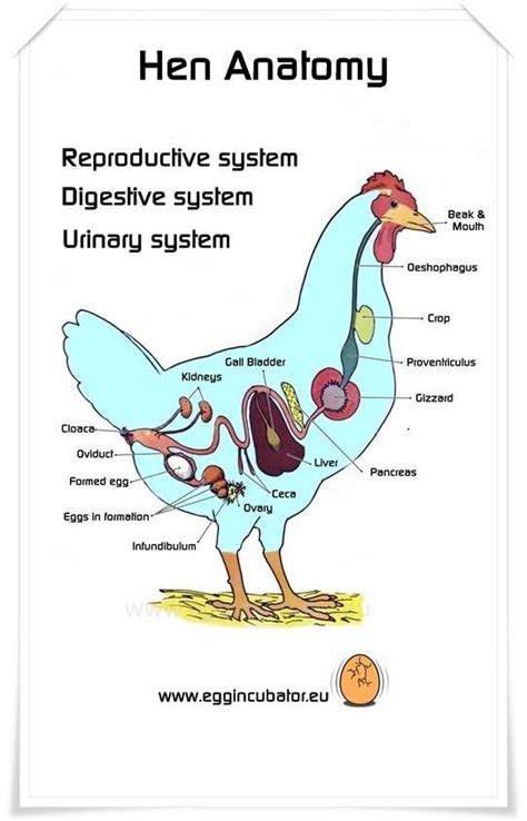 Reproductive Urinary & Digestive systems of a hen combined. All these ...