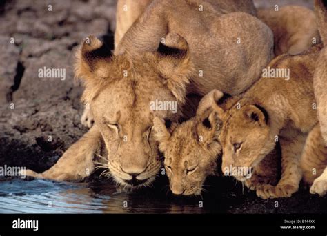 african lions Family group drinking Africa African african animal ...