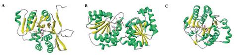 Structural Research of Monotopic Glycosyltransferases - Creative ...