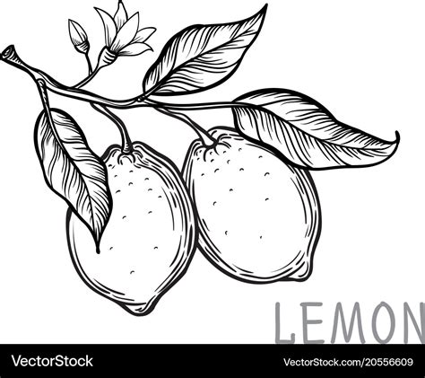 Vintage lemon tree sketch Royalty Free Vector Image