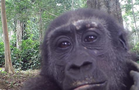 Study Finds Western Gorillas Are Territorial and Their Behavior Is Very Similar to Our Own