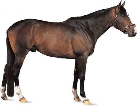 Thoroughbred | Racing, Performance, Pedigree | Britannica