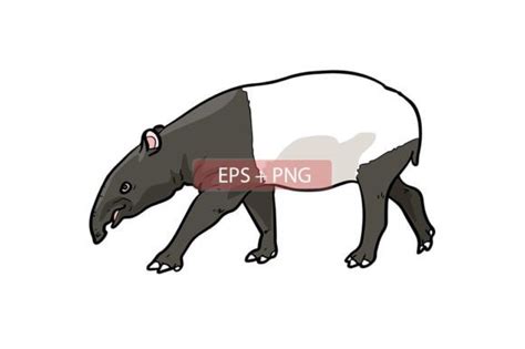 Tapir Mammals Animal Illustration Graphic by SCWorkspace · Creative Fabrica