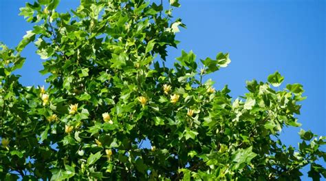 How to Plant, Grow, and Care for Tulip Trees