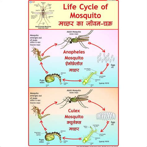 Anopheles Gambiae Life Cycle