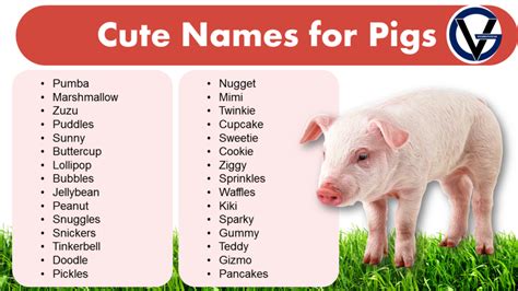 Cute Names for Pet Pigs | Name Ideas That Will Suit Your Pet - GrammarVocab