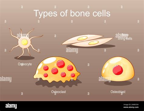 Types of bone cells for Bone formation, resorption and remodeling. Osteocyte, lining cells ...