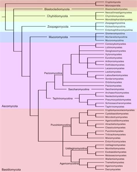 Fungal tree of life. Cladogram of the kingdom Fungi based on published... | Download Scientific ...