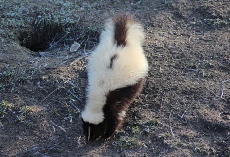 Striped skunk stock photo. Image of adult, close, enclosure - 84996086