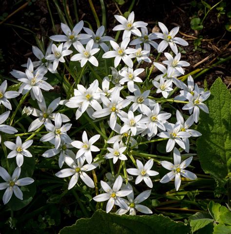 Striking Facts About the Star of Bethlehem Flower - Gardenerdy