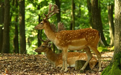 Deer in Forest Image - ID: 396507 - Image Abyss