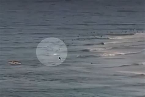 Beachcam footage shows chilling moment shark fatally attacks surfer on Australia's Gold Coast ...