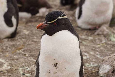 Rockhopper penguins in the Falkland Islands. Falkland Island Penguins - Le Long Weekend