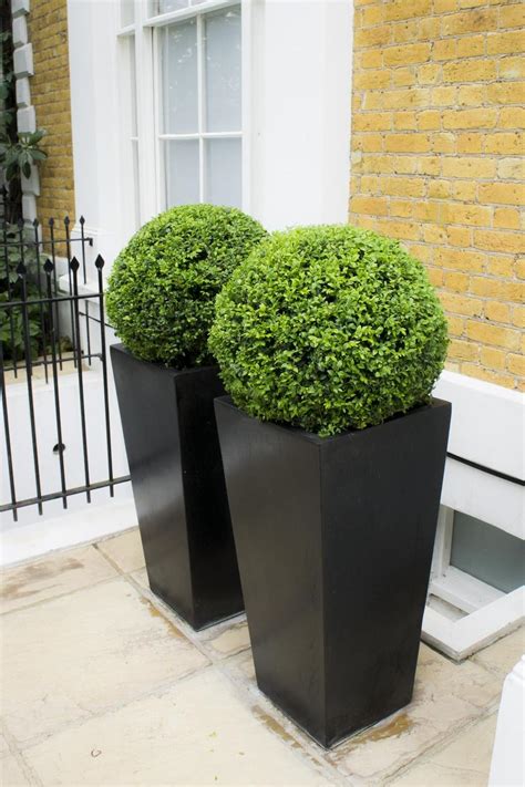 Polystone Tall Black Tapered Square Planter with Buxus ball D 40cm (real plant) – London Planters