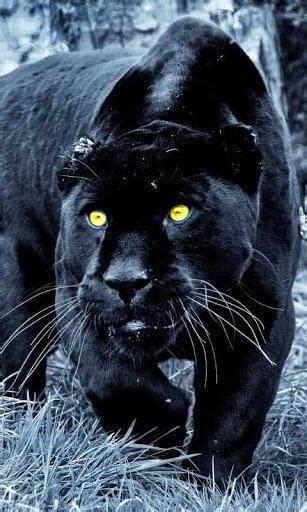 Black panthers hunting - Google Search | Beautiful cats, Cats and ...