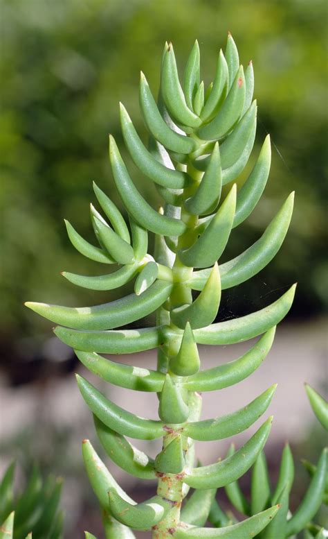 Crassula tetragona | Suculentas, Suculentas colgantes, Cactus y suculentas