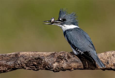 Birds In Colorado: Unique And Interesting Species You'll Find Here