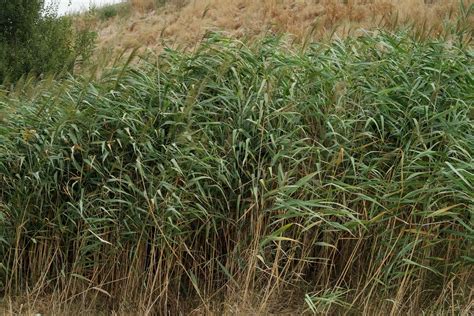 Phragmites australis