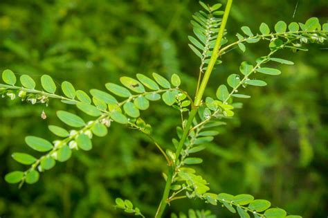 What Are The Health Benefits of Chanca Piedra – It's Health Tea