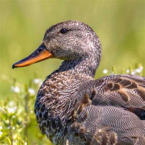 Gadwall Duck Juvenile Pair