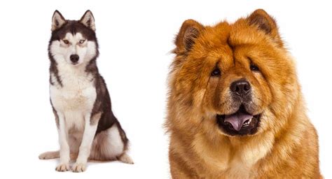 Chusky Information Center - The Chow Chow Husky Mix Breed Guide