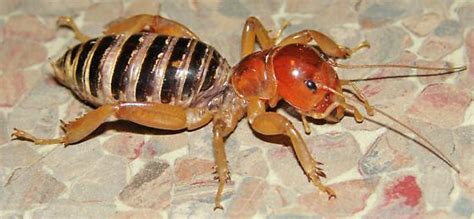 Jerusalem cricket - Alchetron, The Free Social Encyclopedia