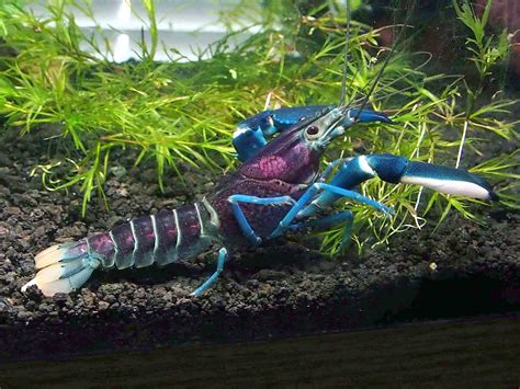 Buy Aquatic Arts 1 Live Thunderbolt Crayfish/Freshwater Lobster (Cherax ...