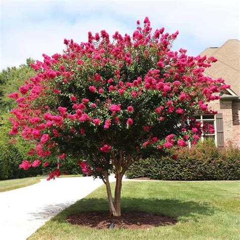 Pink Velour Crape Myrtle Trees for Sale – FastGrowingTrees.com | Myrtle tree, Crape myrtle, Plants