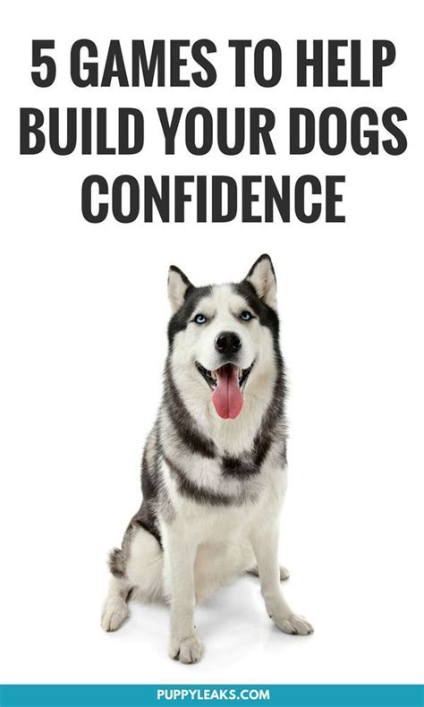 5 Confidence Building Games For Dogs | Dog training, Dog behavior, Dog training tips