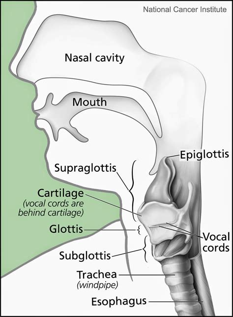 [DIAGRAM] Human Voice Diagram - MYDIAGRAM.ONLINE