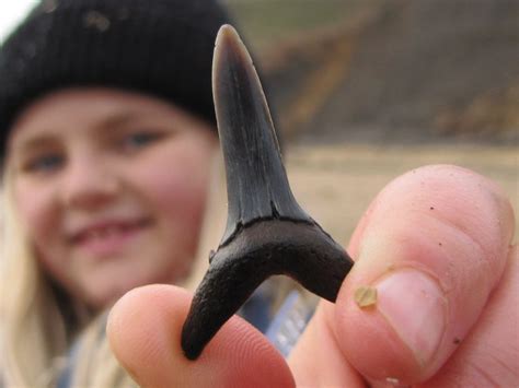 Walton-on-the-Naze (Essex) | Discovering Fossils