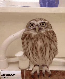 Santa Hat Owl GIF - Find & Share on GIPHY