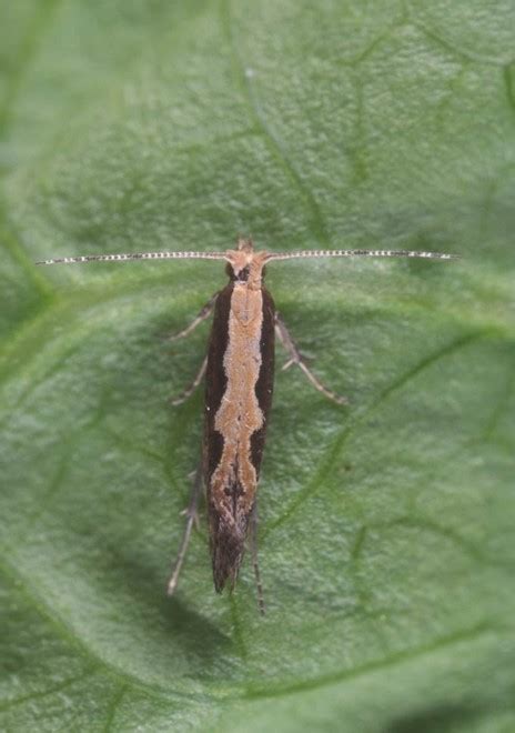 Managing Diamondback Moth Larvae - Specialty Crop Grower