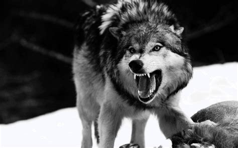 Angry Wolf Wallpapers Cave - Wolf-wallpapers.pro | Angry wolf, Wolf ...