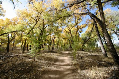 Bosque Trail - Autumn Light | Sunlight peeks through the bos… | Flickr