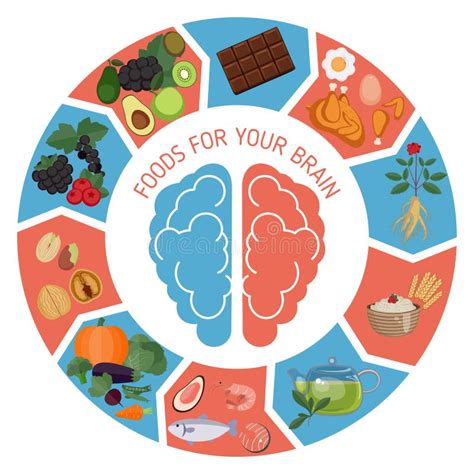 Brain Foods infographics stock vector. Illustration of diet - 67259905