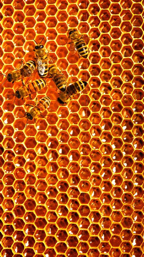 Beehive, bee, honey, honeycomb, HD phone wallpaper | Peakpx