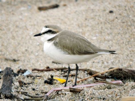 Kentish Plover - eBird