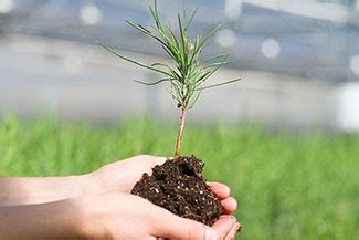 Seedling Tree Nursery | Colorado State Forest Service | Colorado State University