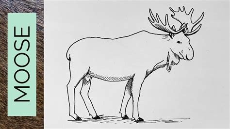 Easy MOOSE drawing tutorial - YouTube