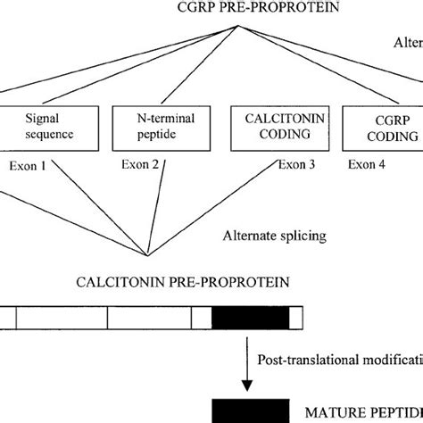 Structure of the calcitonin/calcitonin gene-related protein (CGRP ...