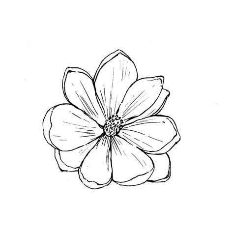 not a bad magnolia option | Simple flower drawing, Flower outline ...