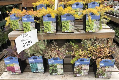 20+ sedum varieties to enhance your garden 🌿 🌸 TOP picks and hardy options